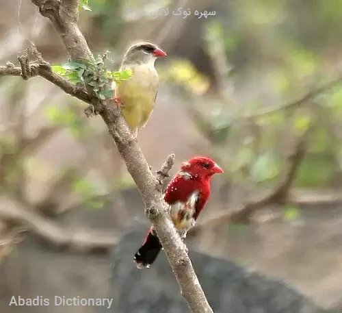 سهره نوک لاکی سرخ